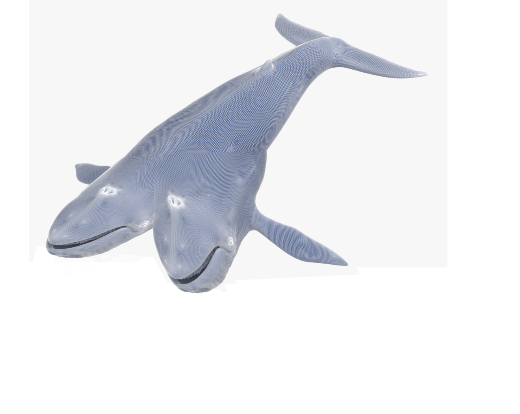1.-baleia-bicefala-1